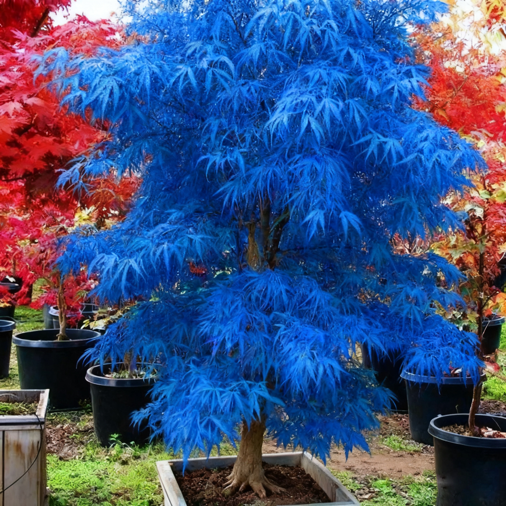 Sapphire Maple Tree Seeds – Grow Your Stunning Blue Foliage This Season!