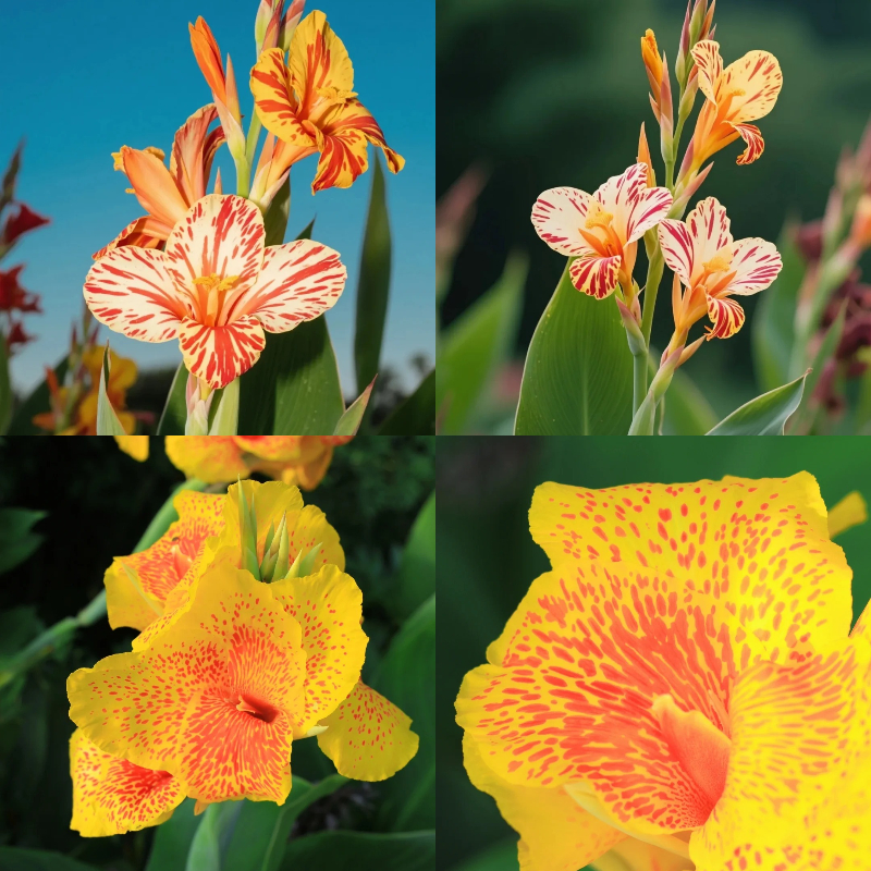 Canna Lily Seeds - Transform Your Garden with Vibrant Blooms 🌼