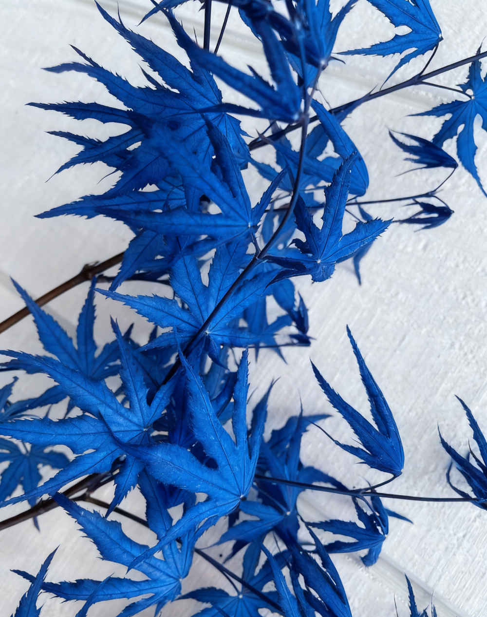 Sapphire Maple Tree Seeds – Grow Your Stunning Blue Foliage This Season!