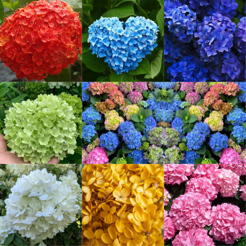 Hydrangea Seeds - Embrace the Beauty of Sincere Love 🌸💖