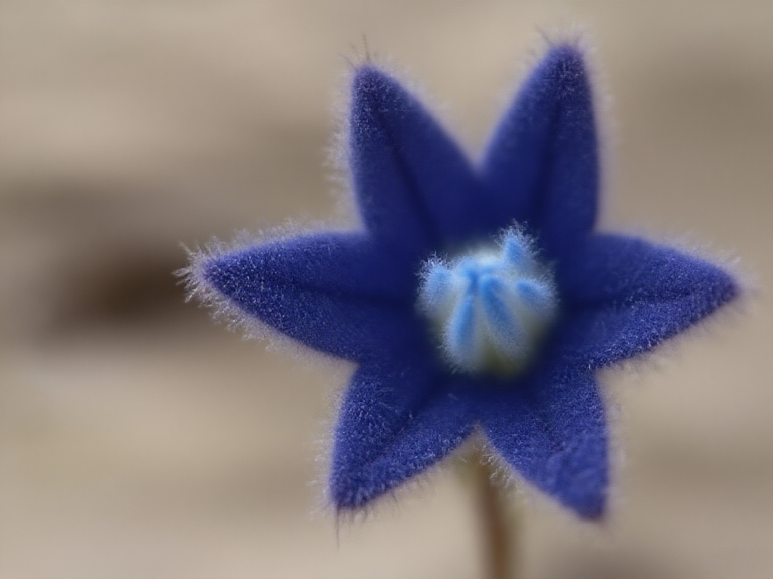 Lucky Stars Soft Flower Seeds
