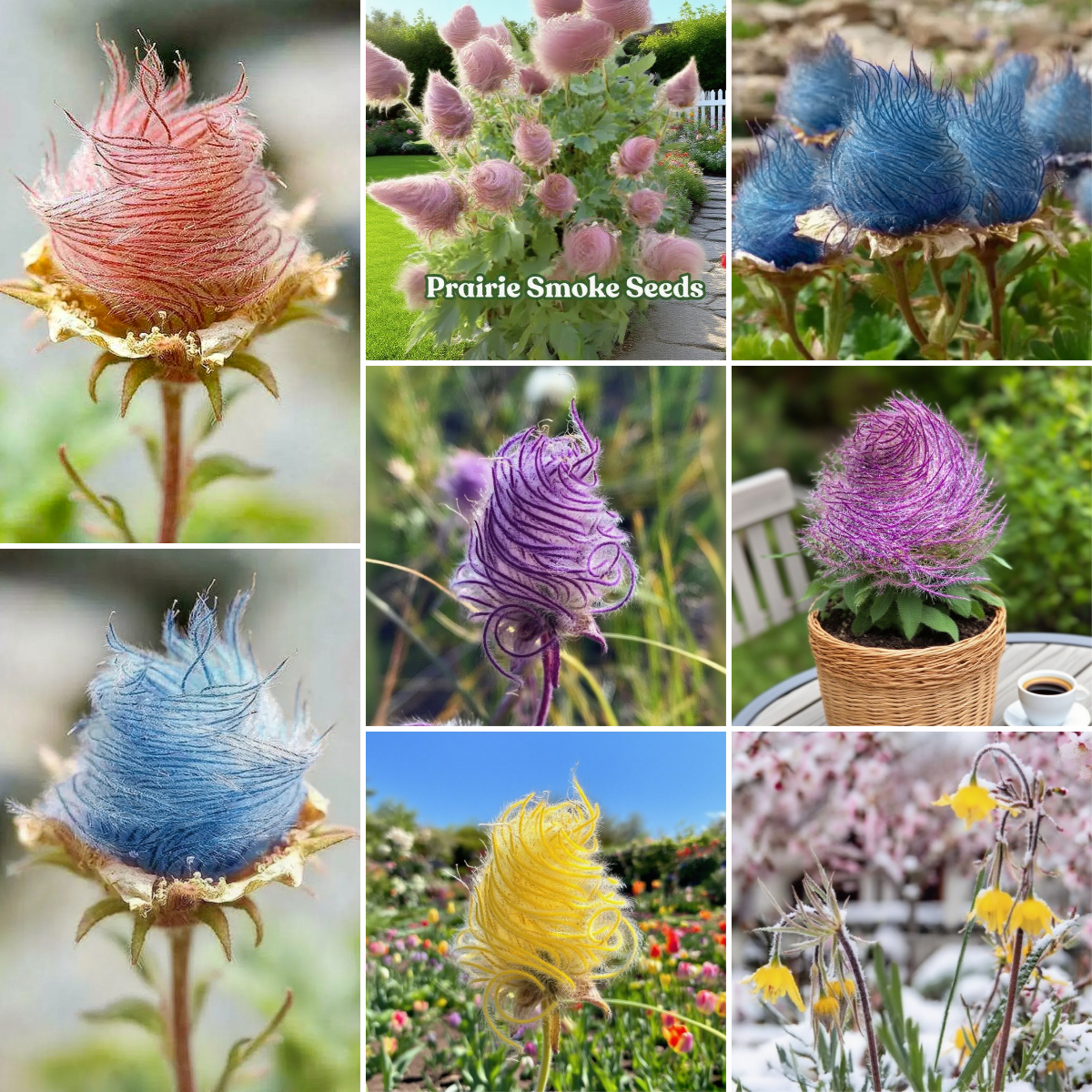 Mix Color Prairie Smoke Flower,Geum Triflorum 