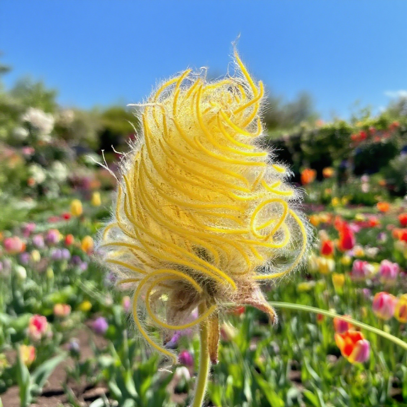 Mix Color Prairie Smoke Flower,Geum Triflorum 