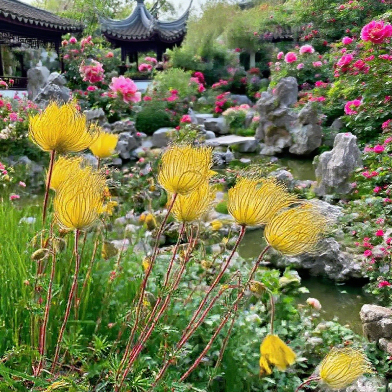 Mix Color Prairie Smoke Flower,Geum Triflorum 