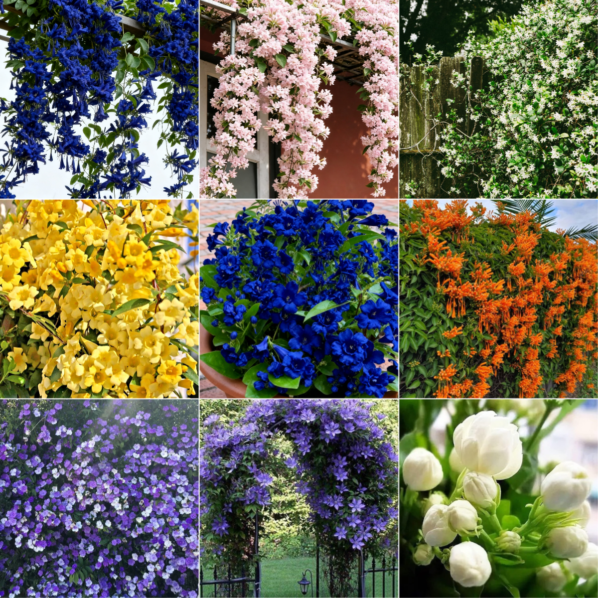 Fragrant Climbing Jasmine Seeds: Non-GMO Evergreen Vine for Gardens & Balconies