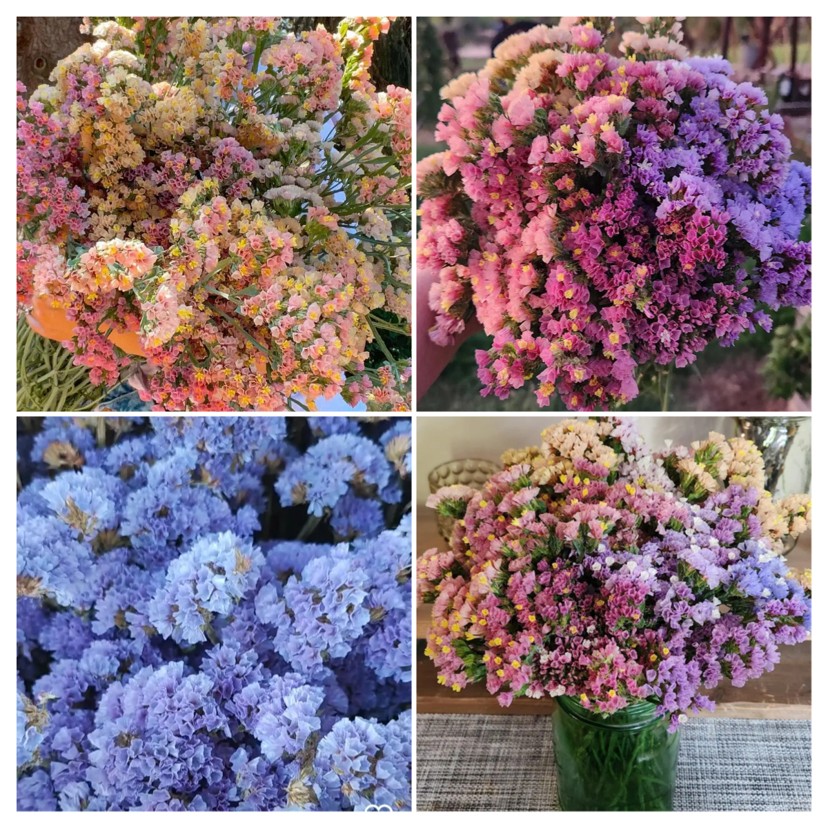 Starry Statice Seeds: Grow Your Own Celestial Garden