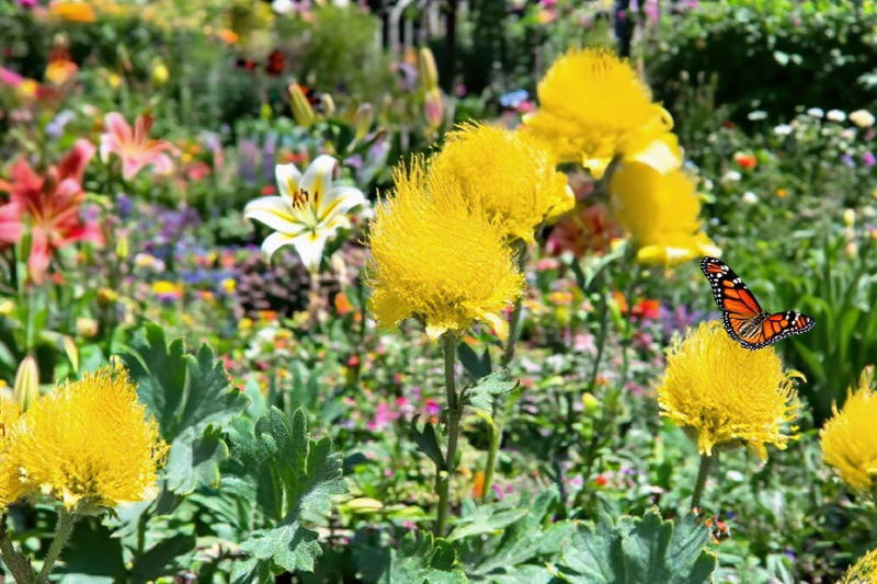 Mix Color Prairie Smoke Flower,Geum Triflorum 