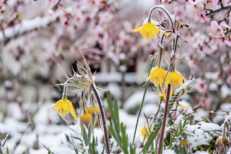 Mix Color Prairie Smoke Flower,Geum Triflorum 
