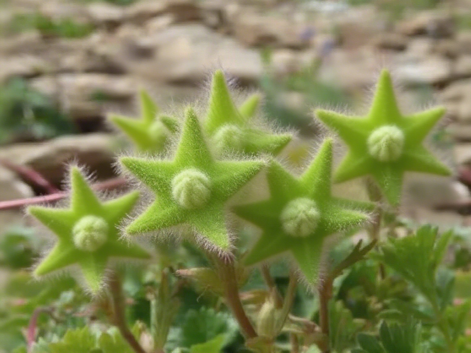 Lucky Stars Soft Flower Seeds