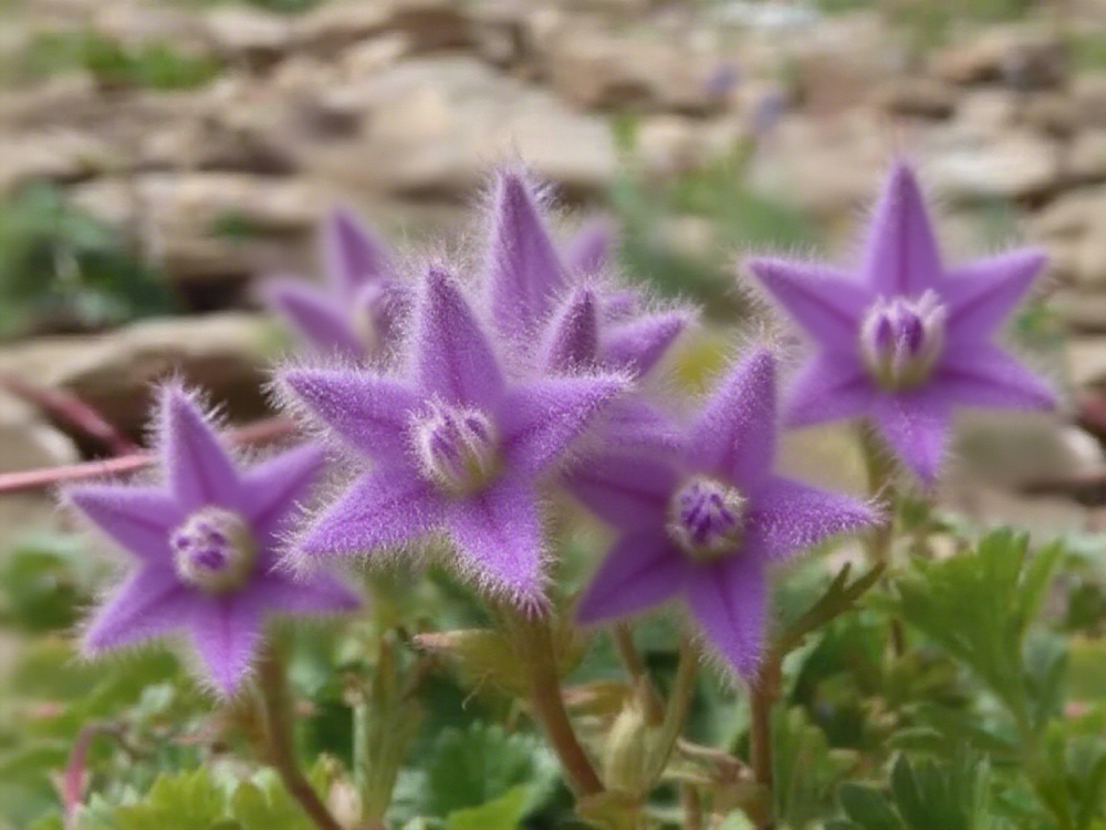 Lucky Stars Soft Flower Seeds
