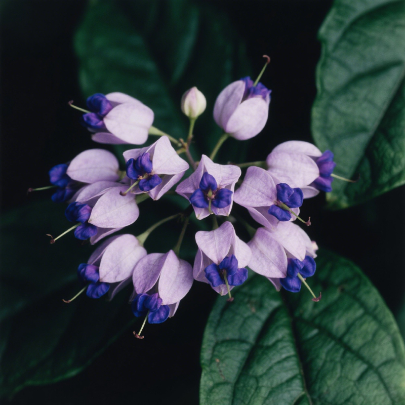 🍭​Heart-shaped lollipop Flower-Glory Tree Flower Seeds🍭