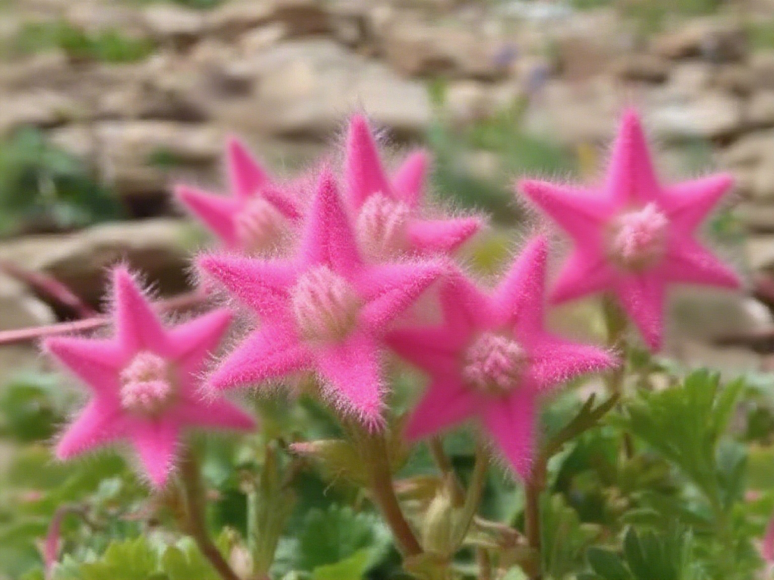Lucky Stars Soft Flower Seeds
