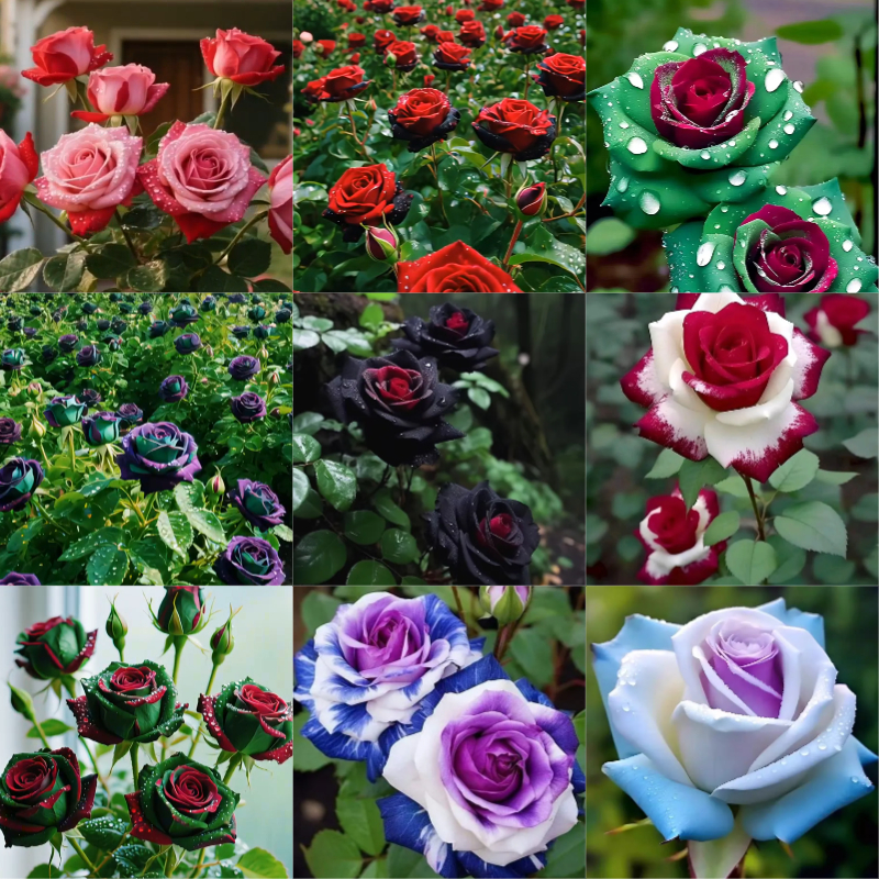 Twin Magic Rose - Nature's Colorful Masterpiece 🌹​