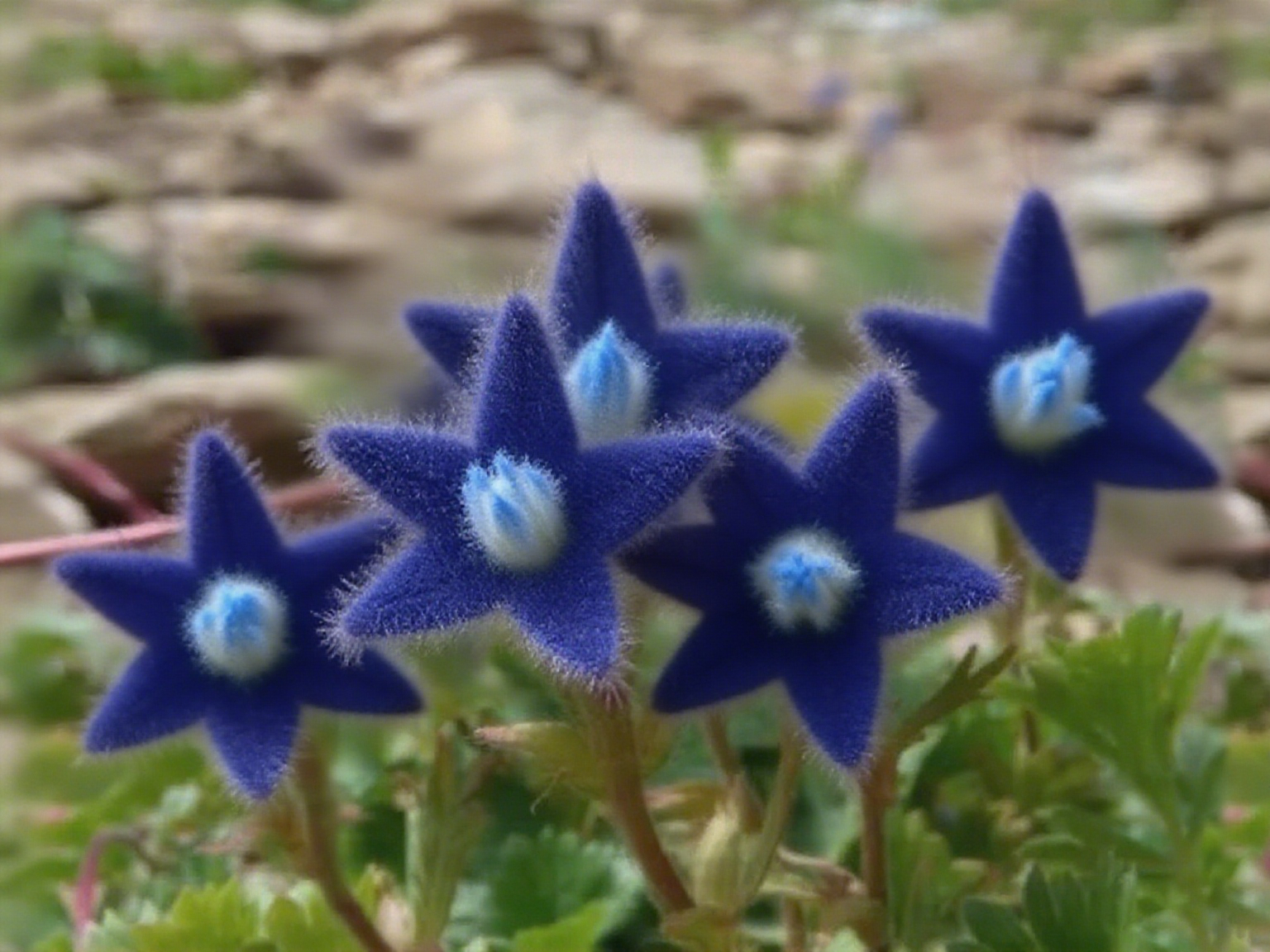 Lucky Stars Soft Flower Seeds