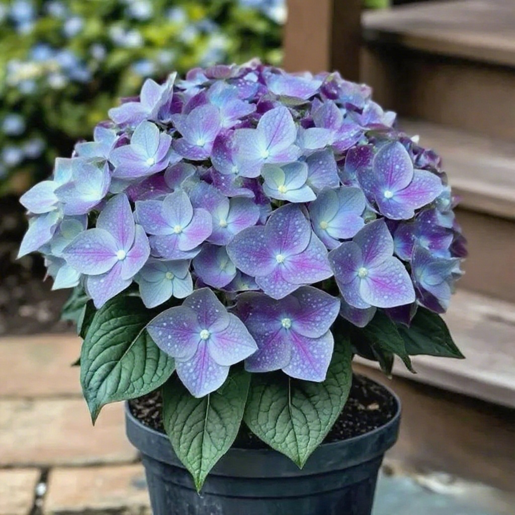 🌟 Twilight Indigo Hosta: Where Midnight Magic Meets Garden Grace 🌟