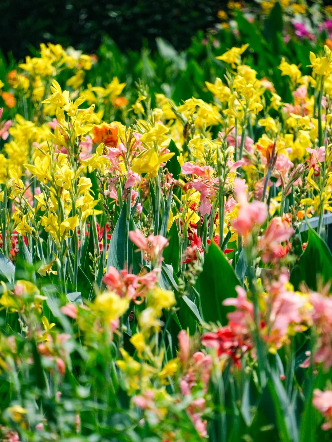 Canna Lily Seeds - Transform Your Garden with Vibrant Blooms 🌼