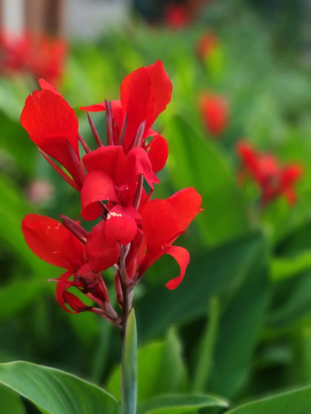 Canna Lily Seeds - Transform Your Garden with Vibrant Blooms 🌼