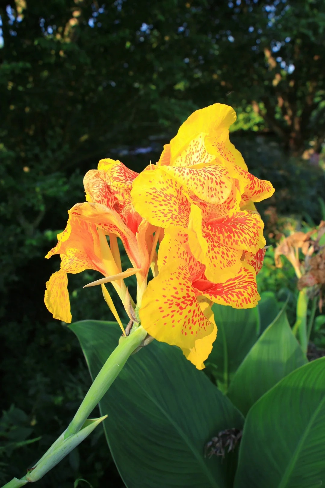 Canna Lily Seeds - Transform Your Garden with Vibrant Blooms 🌼