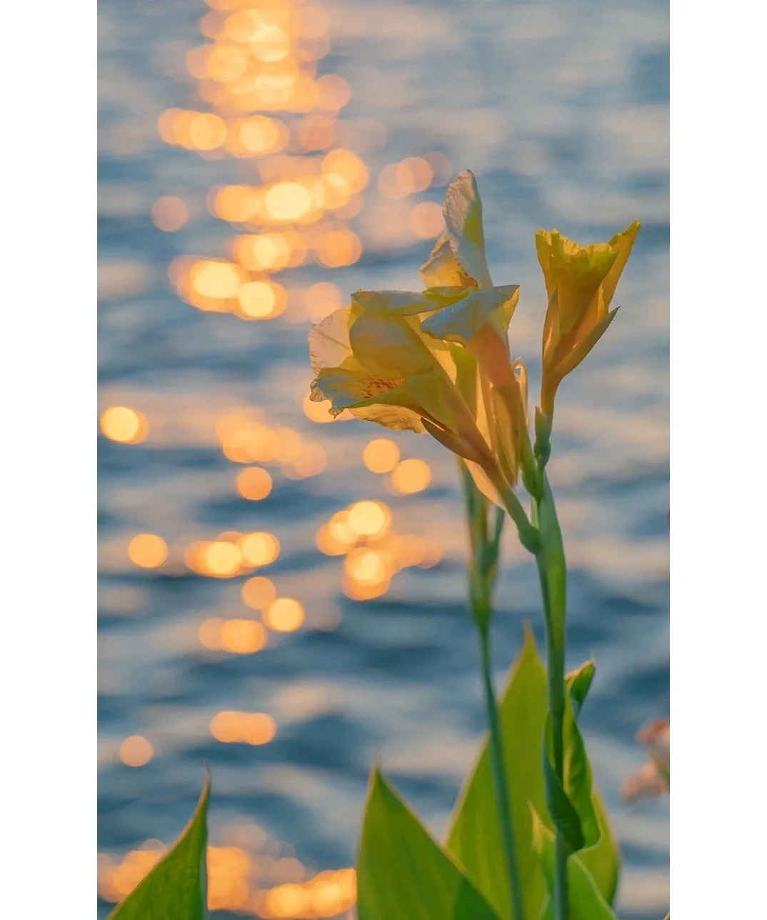 Canna Lily Seeds - Transform Your Garden with Vibrant Blooms 🌼