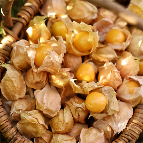 Cape Gooseberry Seeds