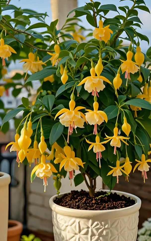 Fuchsia samen - Laternenblume