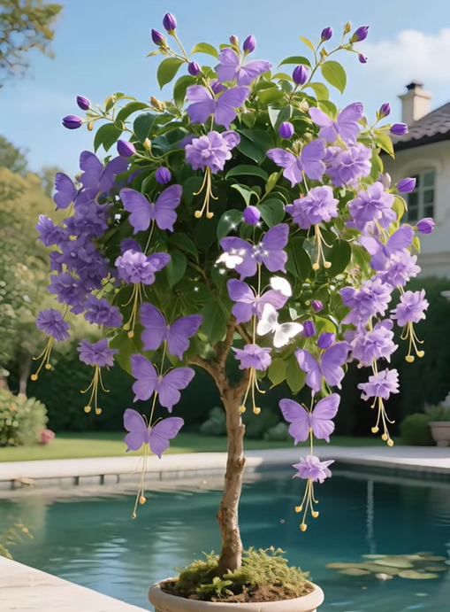 Golden Thread Butterfly Flower Seeds