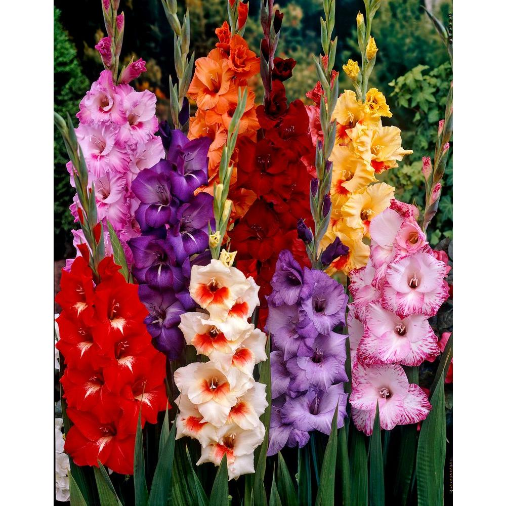 🎉Limited Time Offer: 50% Off : Gladiolus Bulbs!