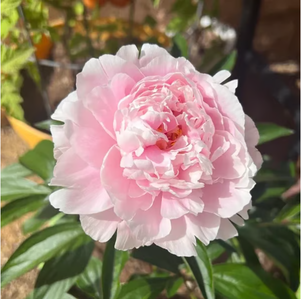 🌺THE QUEEN OF FLOWERS—DOUBLE PETALED PIANI