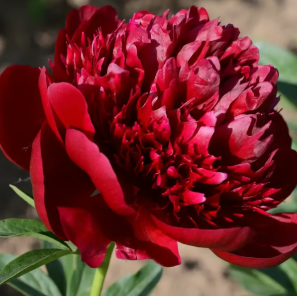 🌺THE QUEEN OF FLOWERS—DOUBLE PETALED PIANI