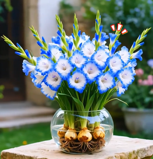 🎉Limited Time Offer: 50% Off : Gladiolus Bulbs!