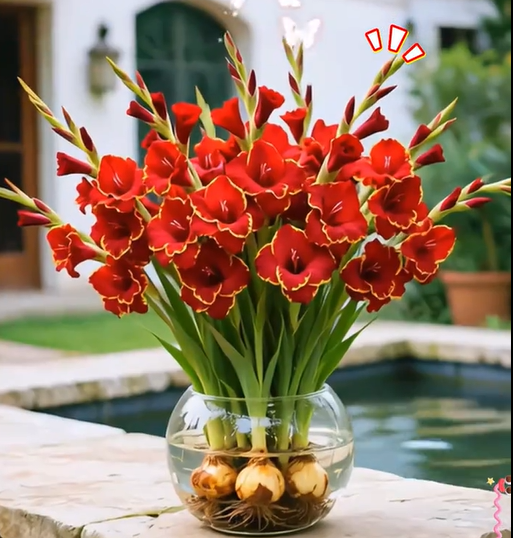 🎉Limited Time Offer: 50% Off : Gladiolus Bulbs!