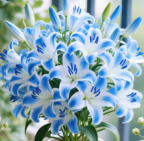 ⚜️Rare Color Double-Petaled Fragrant lily bulbs—Fresh and Sweet