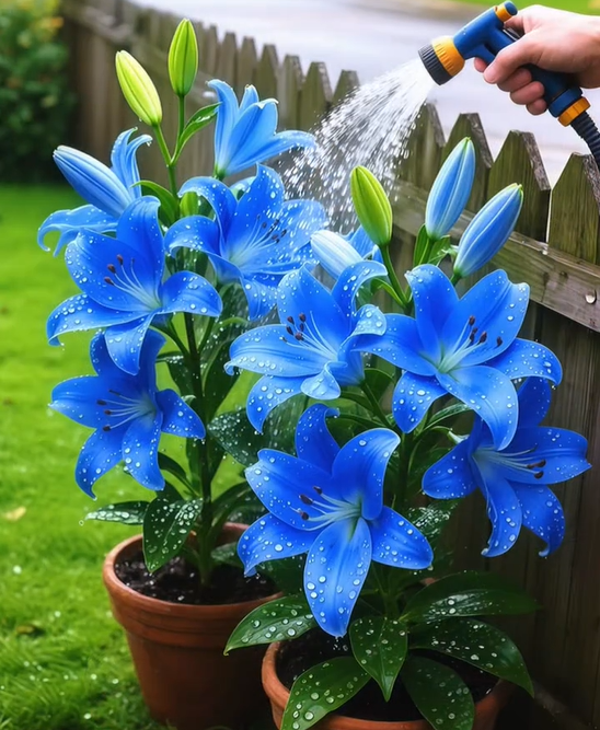 ⚜️Rare Color Double-Petaled Fragrant lily bulbs—Fresh and Sweet