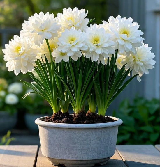 Large Flower Fragrance Fairy Dahlia Seeds