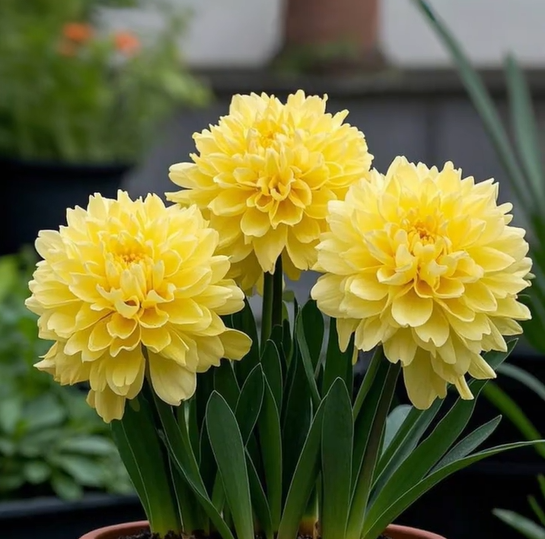 Large Flower Fragrance Fairy Dahlia Seeds