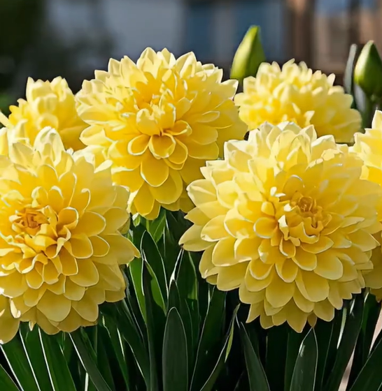 Large Flower Fragrance Fairy Dahlia Seeds