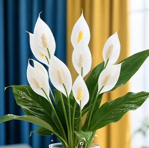 ⛵Spathiphyllum Seeds - Smooth Sailing