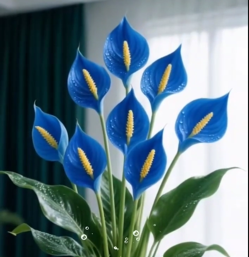 ⛵Spathiphyllum Seeds - Smooth Sailing