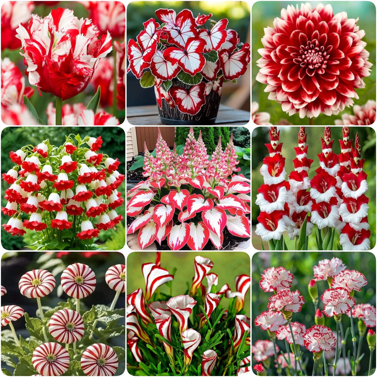 "Red & White Duo Blooms Collection" — Classic Elegance, Year-Round Drama