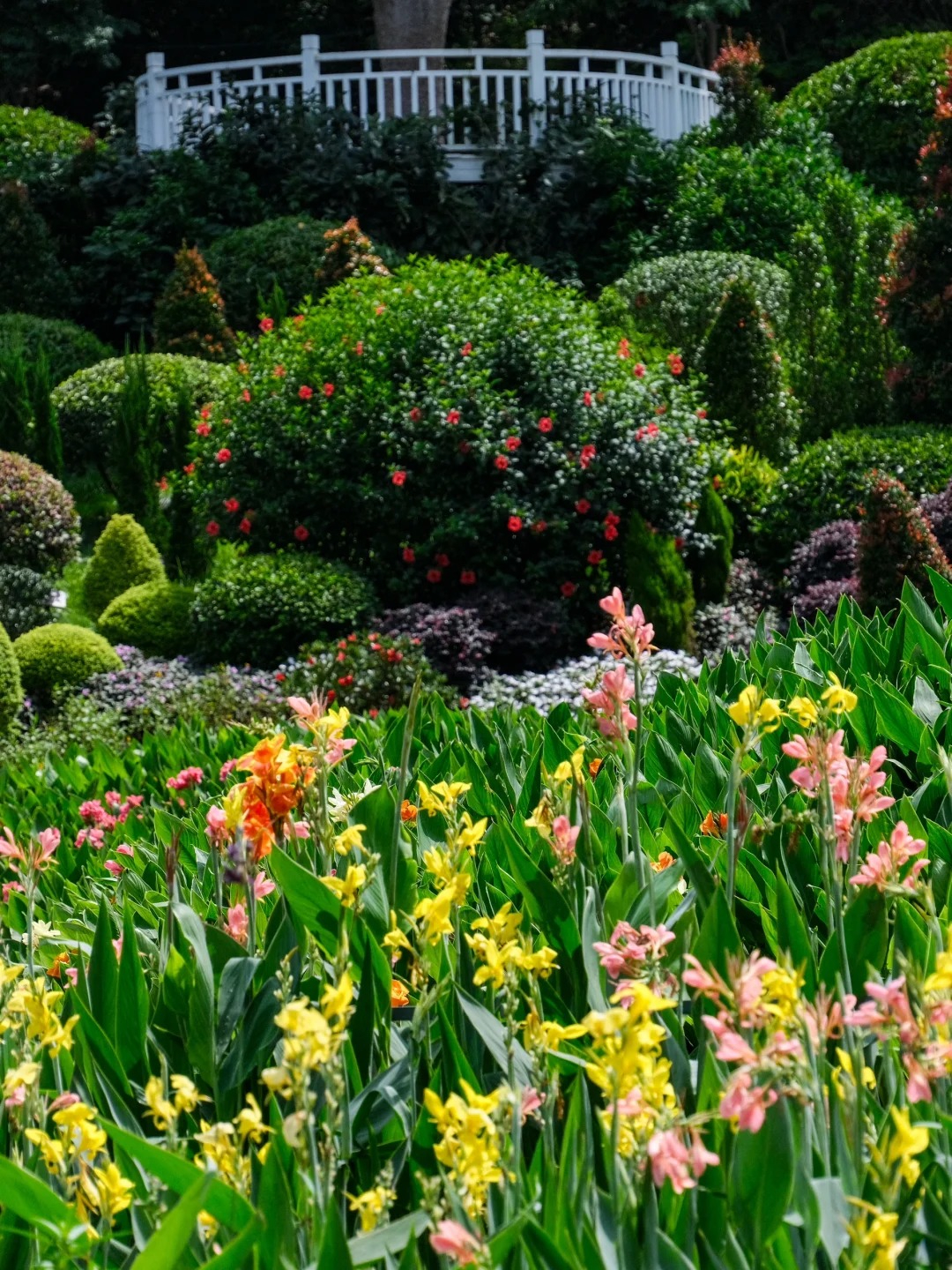 Canna Lily Seeds - Transform Your Garden with Vibrant Blooms 🌼