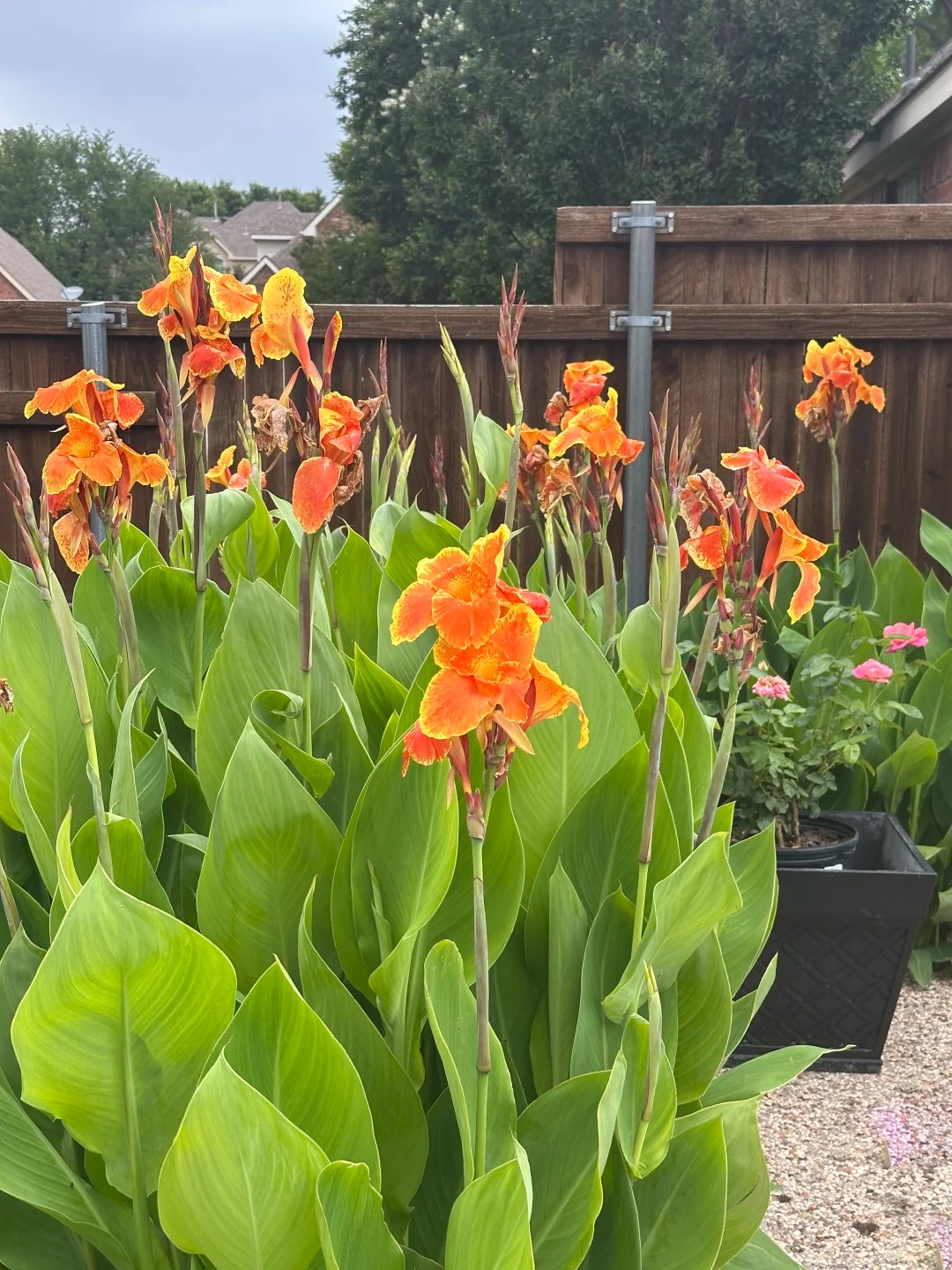 Canna Lily Seeds - Transform Your Garden with Vibrant Blooms 🌼