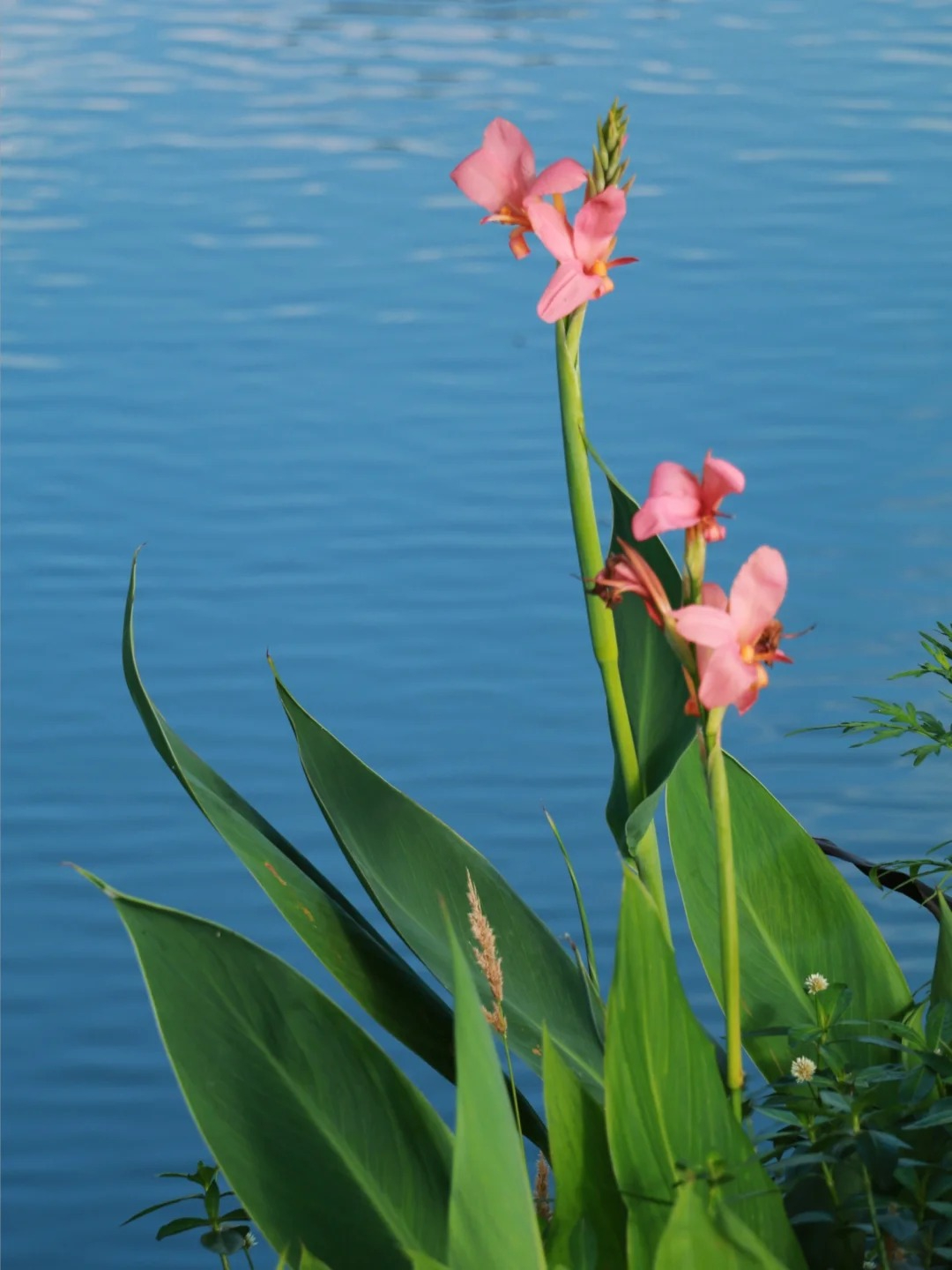 Canna Lily Seeds - Transform Your Garden with Vibrant Blooms 🌼