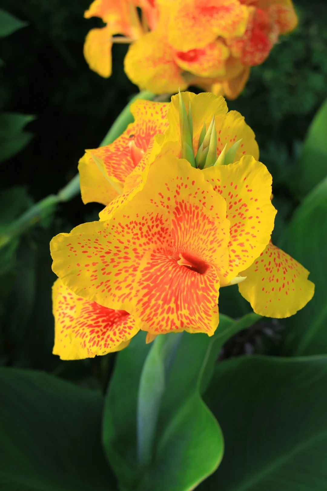 Canna Lily Seeds - Transform Your Garden with Vibrant Blooms 🌼