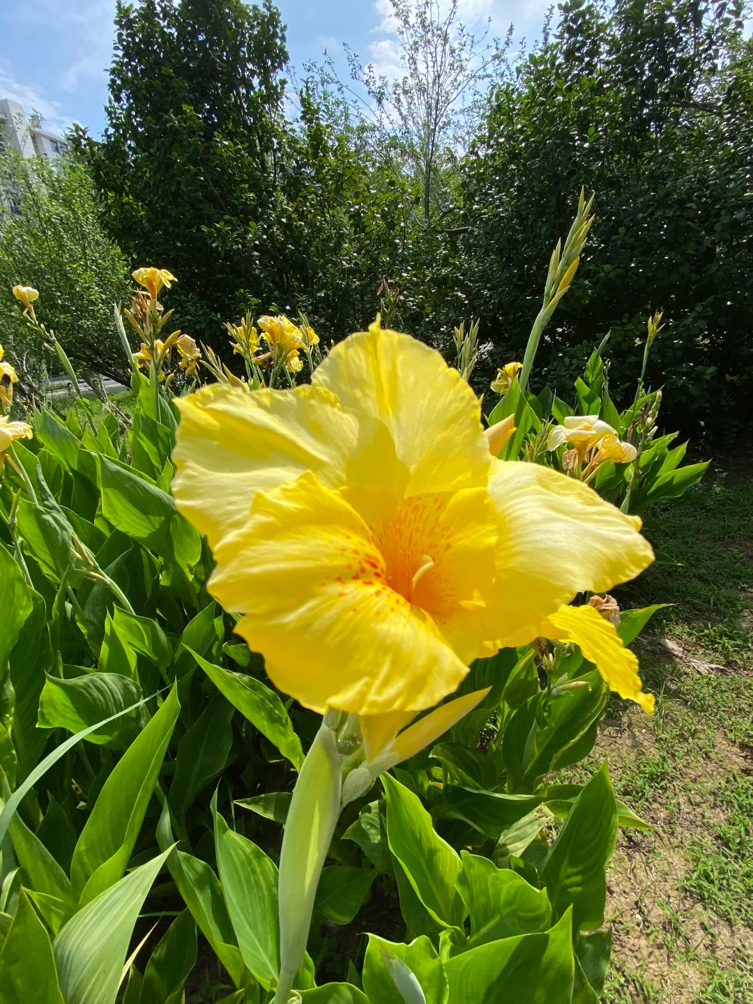 Canna Lily Seeds - Transform Your Garden with Vibrant Blooms 🌼