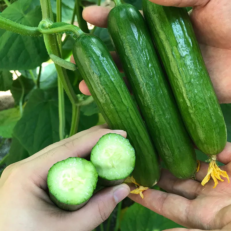 Crawling Cucumbers Seeds