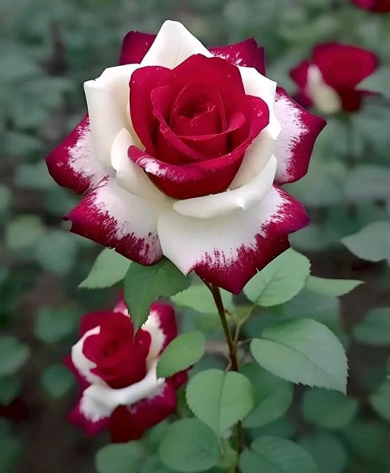 Twin Magic Rose - Nature's Colorful Masterpiece 🌹​