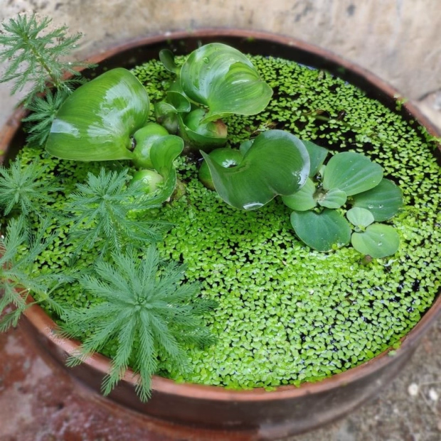 Sesame Duckweed Seeds: Grow Nature's Aquatic Wonder Easily​
