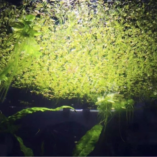 Sesame Duckweed Seeds: Grow Nature's Aquatic Wonder Easily​