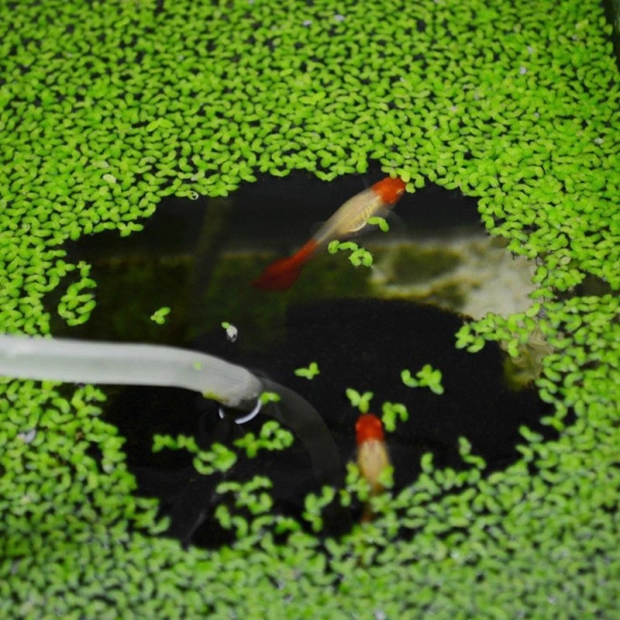 Sesame Duckweed Seeds: Grow Nature's Aquatic Wonder Easily​