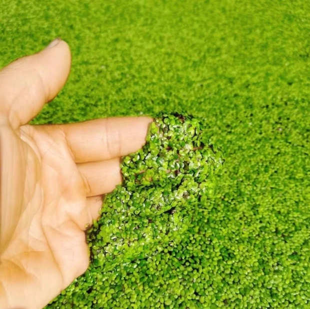 Sesame Duckweed Seeds: Grow Nature's Aquatic Wonder Easily​